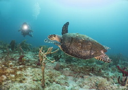 Shot in W. Palm Beach, Florida with a Canon G16. by Ben Storey 